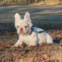 Platinum fluffy ? Pink, a female French Bulldog for sale in Georgia, GA – Photo 2 of 2