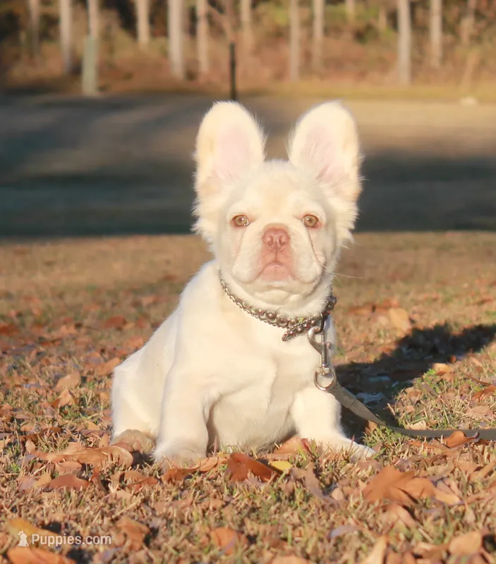 Platinum fluffy ? Pink