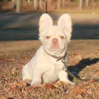 Platinum fluffy ? Pink, a female French Bulldog for sale in Georgia, GA – Photo 1 of 2