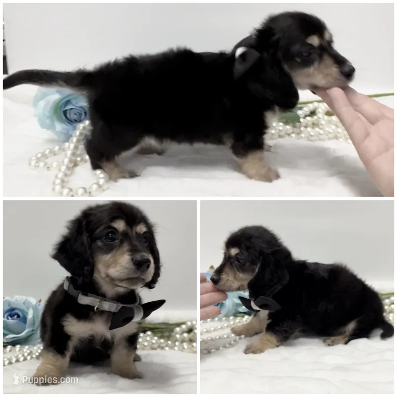 AKC top quality  longcoat