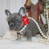 True Mini, a female French Bulldog for sale in Georgia, GA – Photo 4 of 4