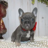 True Mini, a female French Bulldog for sale in Georgia, GA – Photo 2 of 4