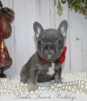 True Mini, a female French Bulldog for sale in Georgia, GA – Photo 2 of 4