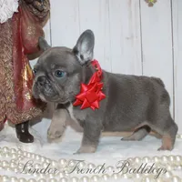 True Mini, a female French Bulldog for sale in Georgia, GA – Photo 3 of 4