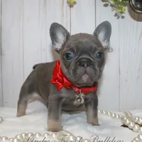 True Mini, a female French Bulldog for sale in Georgia, GA – Photo 1 of 4