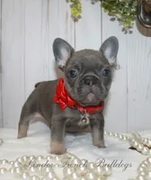 True Mini, a female French Bulldog for sale in Georgia, GA – Photo 1 of 4