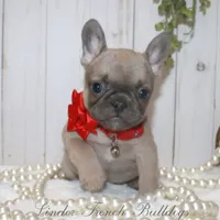 Blue fawn mini, a female French Bulldog for sale in Georgia, GA – Photo 1 of 3