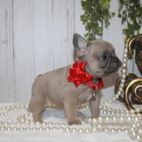 Blue fawn mini, a female French Bulldog for sale in Georgia, GA – Photo 3 of 3