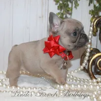 Blue fawn mini, a female French Bulldog for sale in Georgia, GA – Photo 2 of 3