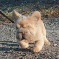Fluffy ? Pink, a male French Bulldog for sale in Georgia, GA – Photo 1 of 3