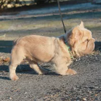 Fluffy ? Pink, a male French Bulldog for sale in Georgia, GA – Photo 3 of 3