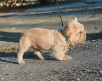 Fluffy ? Pink, a male French Bulldog for sale in Georgia, GA – Photo 3 of 3