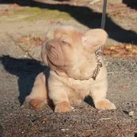 Fluffy ? Pink, a male French Bulldog for sale in Georgia, GA – Photo 2 of 3