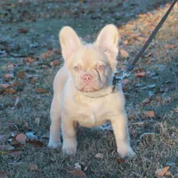 Fluffy w pink, a female French Bulldog for sale in Georgia, GA – Photo 2 of 3