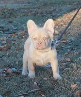 Fluffy w pink, a female French Bulldog for sale in Georgia, GA – Photo 1 of 3