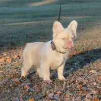 Fluffy w pink, a female French Bulldog for sale in Georgia, GA – Photo 3 of 3