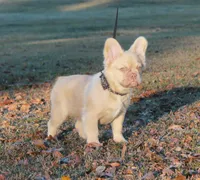Fluffy w pink, a female French Bulldog for sale in Georgia, GA – Photo 3 of 3
