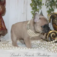 Blue fawn MINI, a female French Bulldog for sale in Georgia, GA – Photo 2 of 4