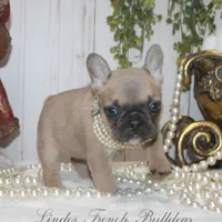 Blue fawn MINI, a female French Bulldog for sale in Georgia, GA – Photo 4 of 4