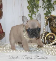 Blue fawn MINI, a female French Bulldog for sale in Georgia, GA – Photo 4 of 4