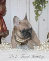 Blue fawn MINI, a female French Bulldog for sale in Georgia, GA – Photo 1 of 4