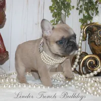 Blue fawn MINI, a female French Bulldog for sale in Georgia, GA – Photo 3 of 4