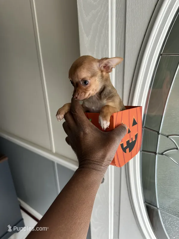 Layla – Chihuahua puppy for sale in Rapidan, VA