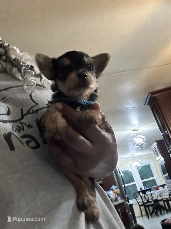 Shadow – Yorkshire Terrier puppy for sale in Rapidan, VA