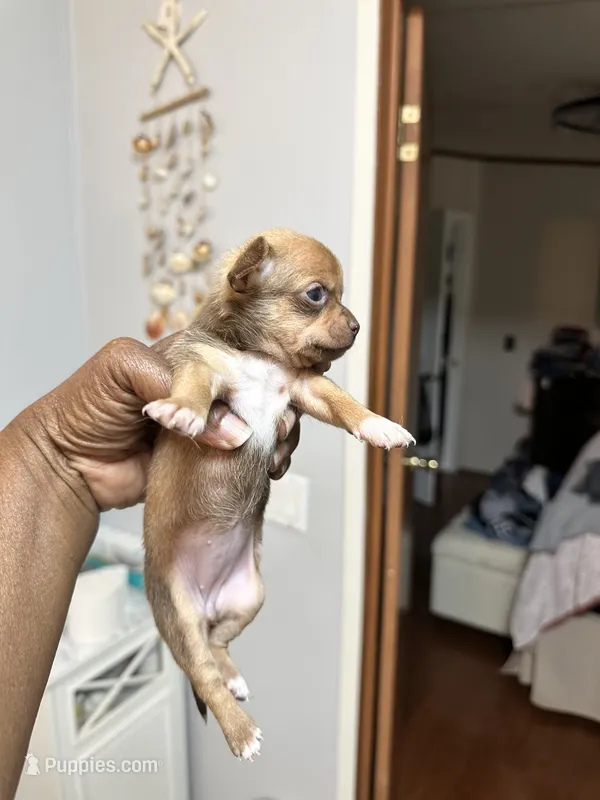 Layla – Chihuahua puppy for sale in Rapidan, VA