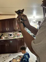 Cosmo, a female Yorkshire Terrier for sale in Rapidan, VA – 3 of 3