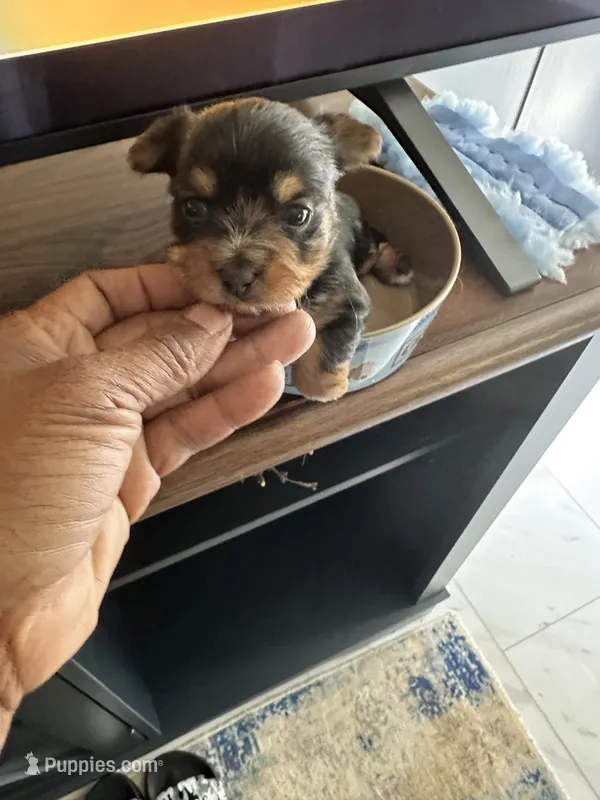 Jersi – Yorkshire Terrier puppy for sale in Rapidan, VA