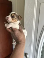 Bluey, a male Yorkshire Terrier for sale in Rapidan, VA – Photo 3 of 4