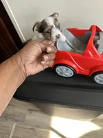 Bluey, a male Yorkshire Terrier for sale in Rapidan, VA – Photo 2 of 4