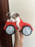 Bluey, a male Yorkshire Terrier for sale in Rapidan, VA – Photo 1 of 4