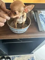 Layla, a male Chihuahua for sale in Rapidan, VA – 2 of 4