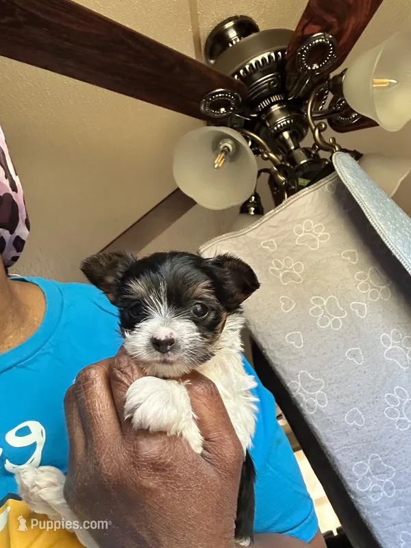 Buddy – Yorkshire Terrier puppy for sale in Rapidan, VA