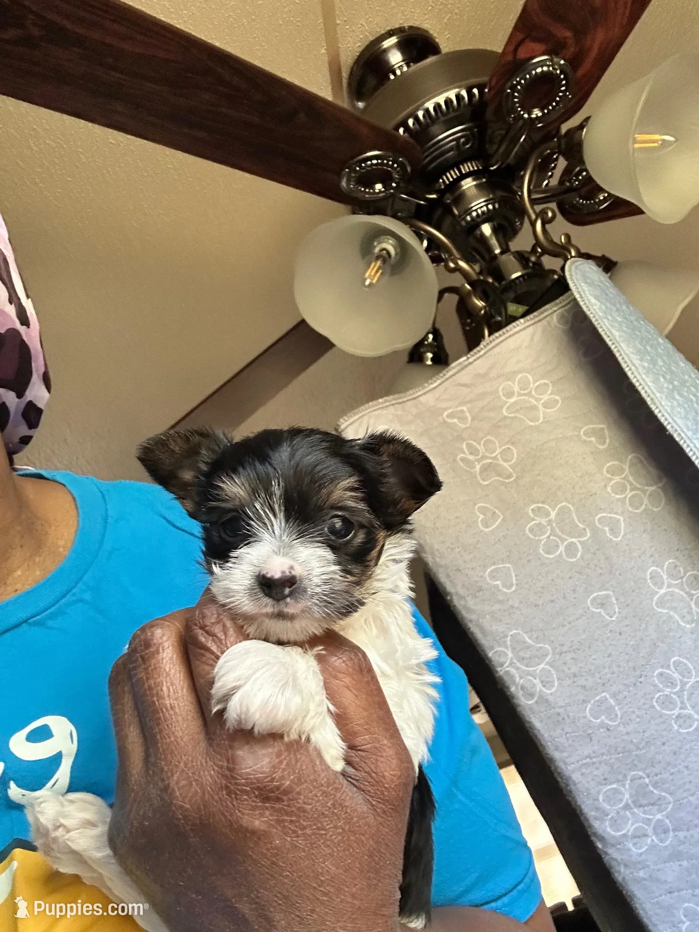 Buddy, a male Yorkshire Terrier for sale in Rapidan, VA – 4 of 4