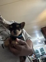 Shadow, a male Yorkshire Terrier for sale in Rapidan, VA – 2 of 3