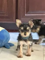 Shadow, a male Yorkshire Terrier for sale in Rapidan, VA – 3 of 4
