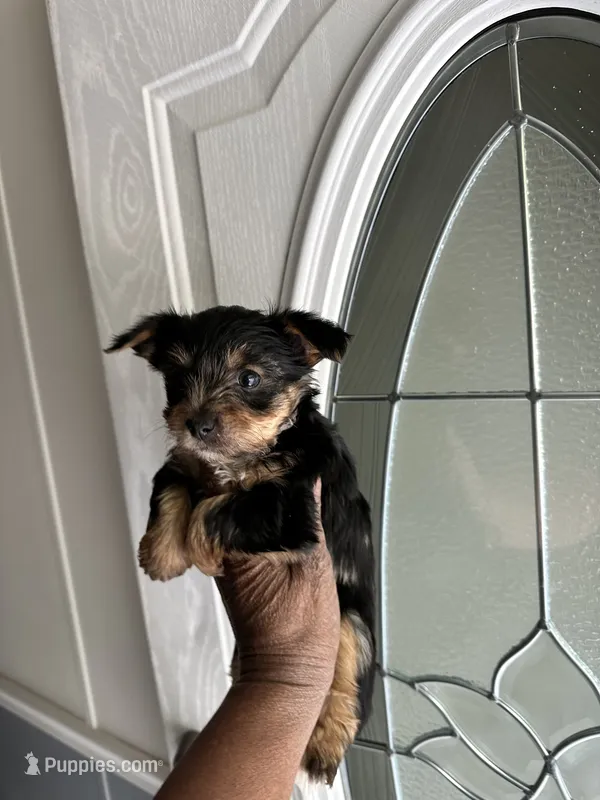 Jersi – Yorkshire Terrier puppy for sale in Rapidan, VA