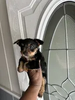Jersi, a female Yorkshire Terrier for sale in Rapidan, VA – 3 of 6