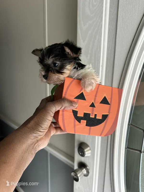 Arrow – Yorkshire Terrier puppy for sale in Rapidan, VA