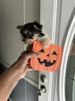Arrow, a male Yorkshire Terrier for sale in Rapidan, VA – 1 of 2