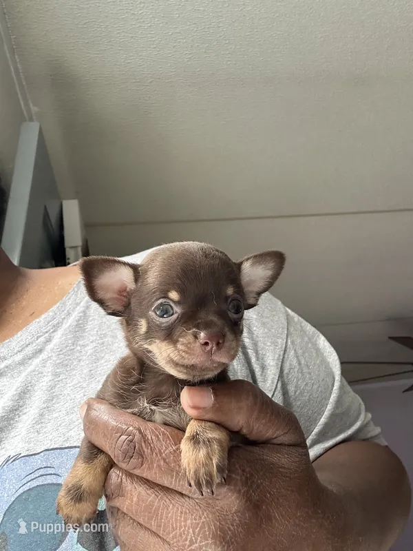 Bitsy – Chihuahua puppy for sale in Rapidan, VA
