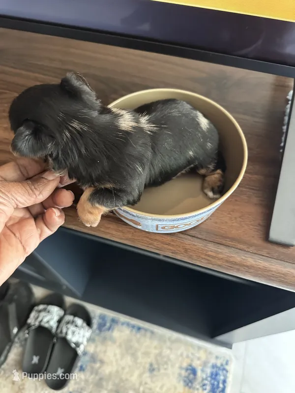Jersi – Yorkshire Terrier puppy for sale in Rapidan, VA