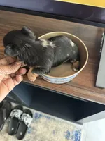Jersi, a female Yorkshire Terrier for sale in Rapidan, VA – 2 of 3