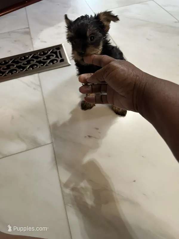 Mia – Yorkshire Terrier puppy on hold in Rapidan, VA