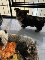 Jersi, a female Yorkshire Terrier for sale in Rapidan, VA – 2 of 6