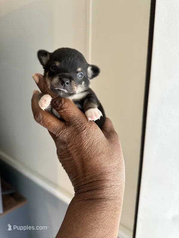 Buster – Chihuahua puppy for sale in Rapidan, VA