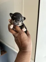Buster, a male Chihuahua for sale in Rapidan, VA – 1 of 2